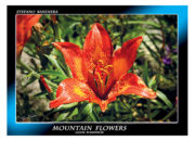 cartolina fiore di montagna